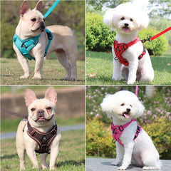 Harness and Leash Set